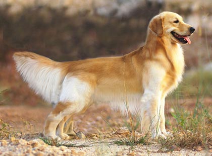 这是一只纯种的双血统金毛犬
