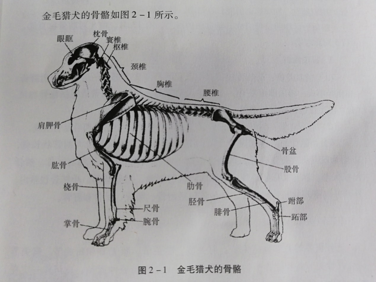 金毛犬品相之骨量，金毛犬的骨骼结构